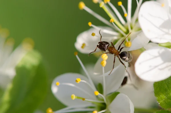 Ant on a white flower — Stock Photo, Image