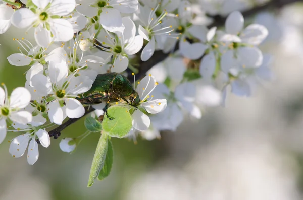 在樱花盛开的花上的绿色小虫 — 图库照片