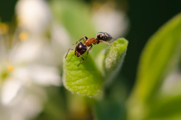 Ameise auf einem grünen Blatt — Stockfoto