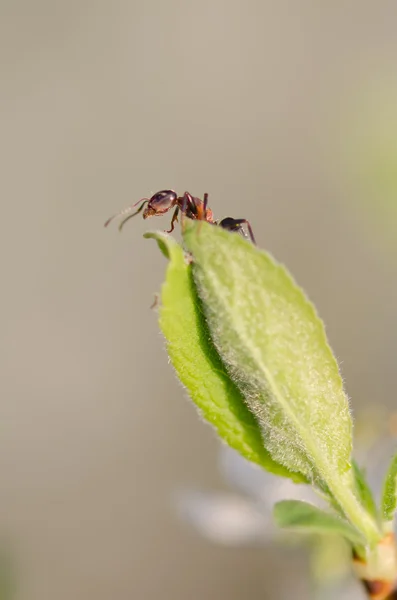 Hormiga sobre una hoja verde — Foto de Stock