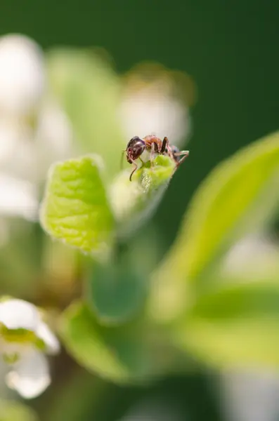 Ameise auf einem grünen Blatt — Stockfoto