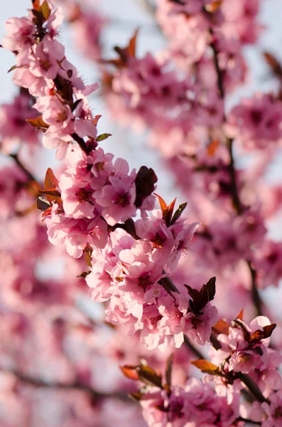 Japon kiraz çiçeği — Stok fotoğraf