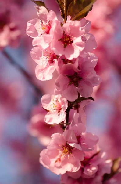 Flor de cerezo japonés — Foto de Stock