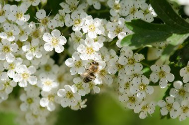 beyaz çiçek arıya