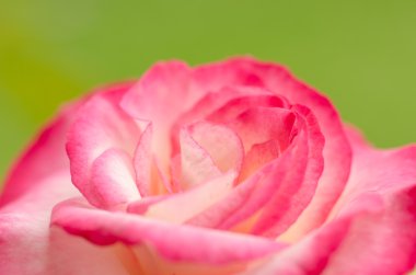 küçük pembemsi gül