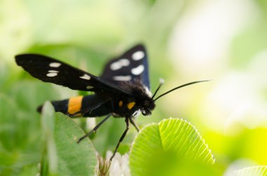bir yonca siyah kelebeği