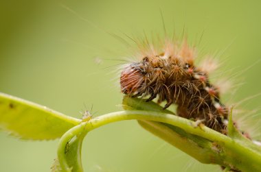 kıllı caterpillar üzerindeki yaprak
