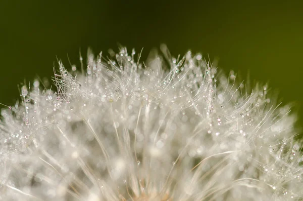 Flor de dente-de-leão — Fotografia de Stock