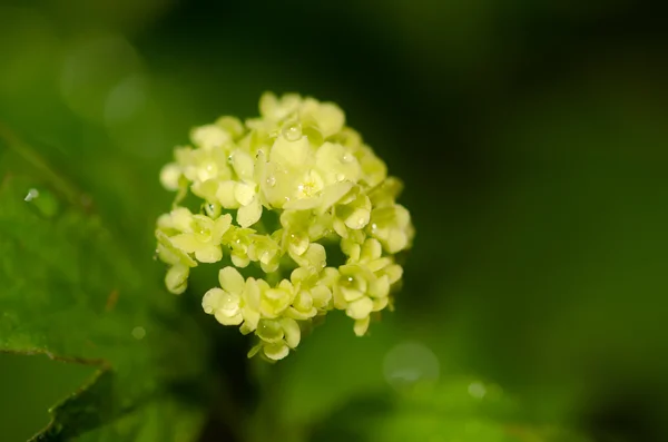 白色的小花 — 图库照片