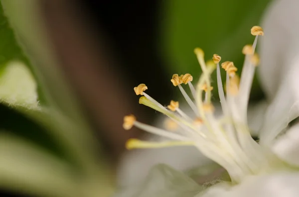 Kleine witte bloemen — Stockfoto