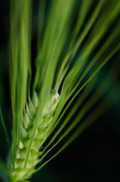 Espiga de trigo — Foto de Stock