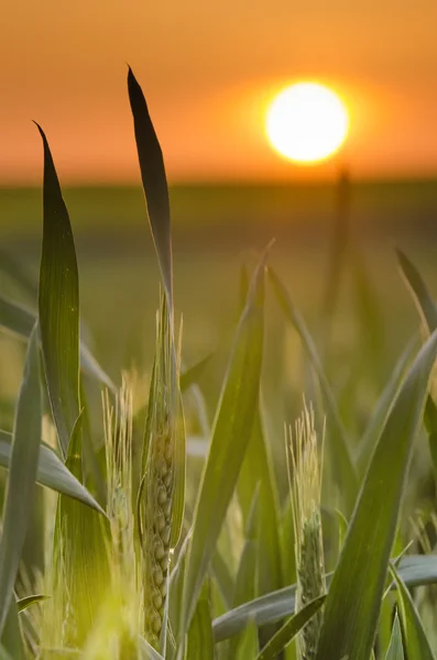 Ähren noch grün — Stockfoto