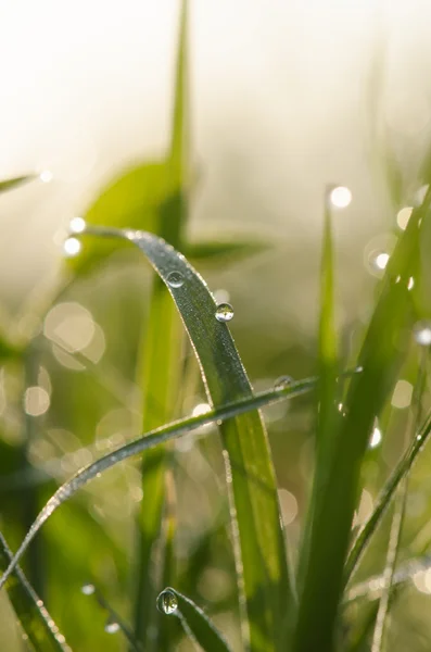 Rosée du matin sur un brin d'herbe — Photo