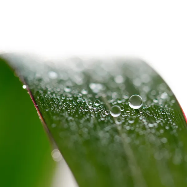 Rosée du matin sur un brin d'herbe — Photo