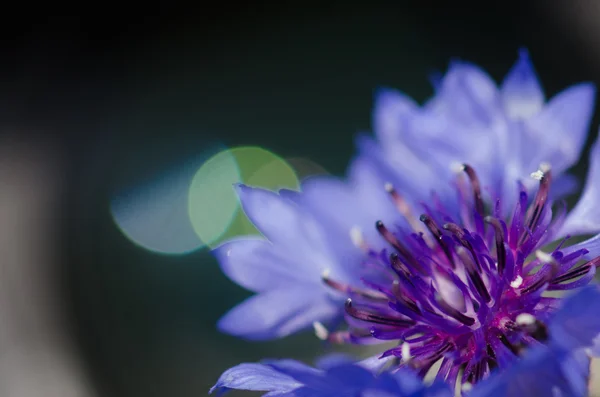 Flor de maíz — Foto de Stock