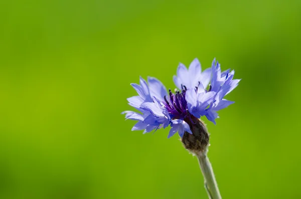 Flor de maíz — Foto de Stock