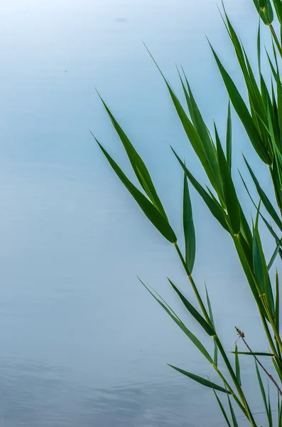 Trzciny cukrowej w pobliżu waterfront — Zdjęcie stockowe