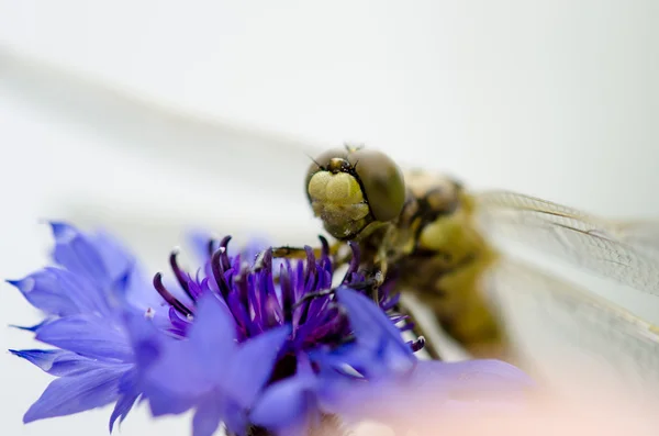 Vážka na Chrpa — Stock fotografie