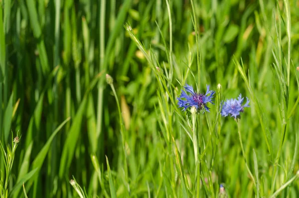 Field with wheat and cornflower — Stock Photo, Image