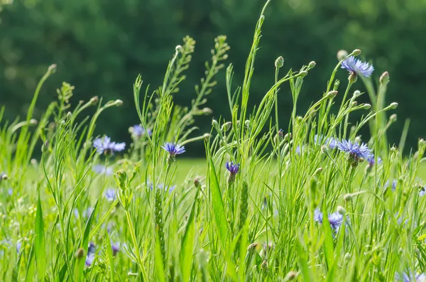 Field with wheat and cornflower — Stock Photo, Image