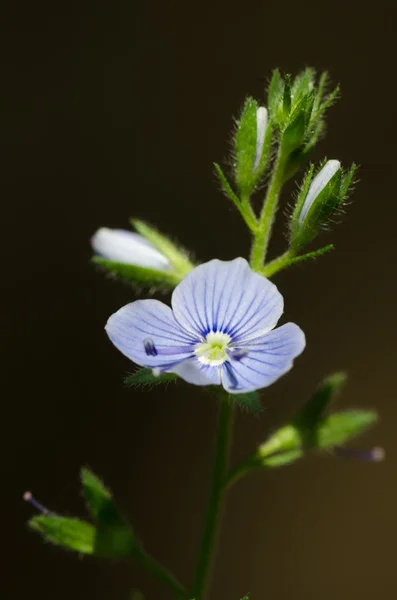 Küçük mavi çiçek — Stok fotoğraf