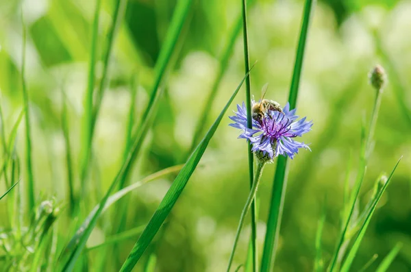 Bee on a cornflower — Stock Photo, Image
