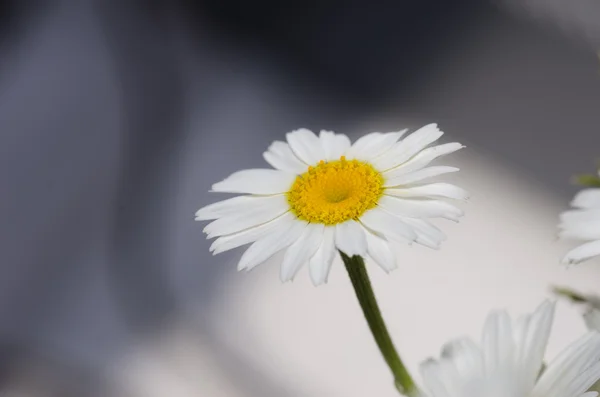 Weinig daisy — Stockfoto