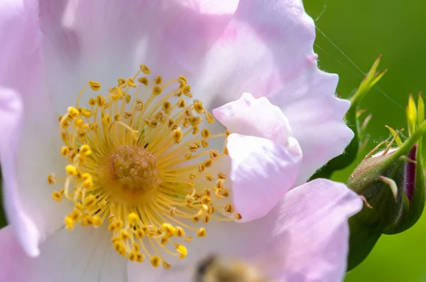 Rosa selvatica — Foto Stock