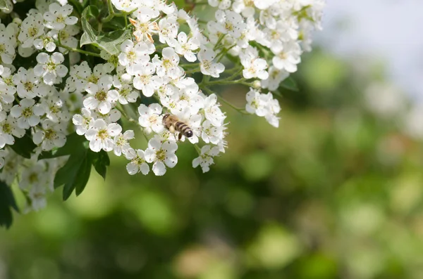 关于白花蜂 — 图库照片