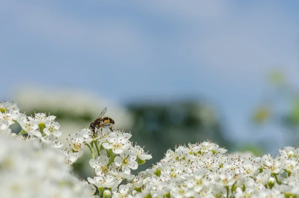 Пчела на белых цветах — стоковое фото