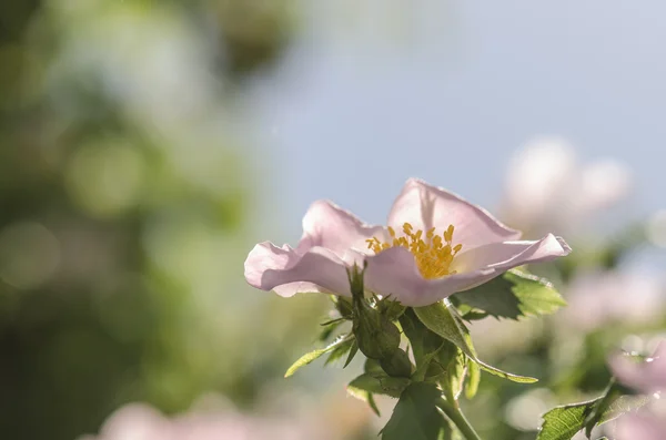 Rosa silvestre — Foto de Stock
