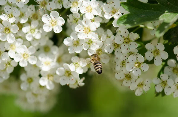 Miller do drewnaPszczoła na białe kwiaty — Zdjęcie stockowe