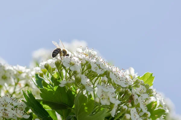Μέλισσα πάνω λευκά λουλούδια — Φωτογραφία Αρχείου
