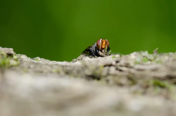 Fly on a stone — Stock Photo, Image