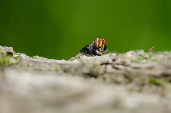 Voar sobre uma pedra — Fotografia de Stock