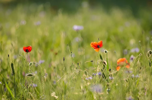 Field of wheat with poppies — Stock Photo, Image