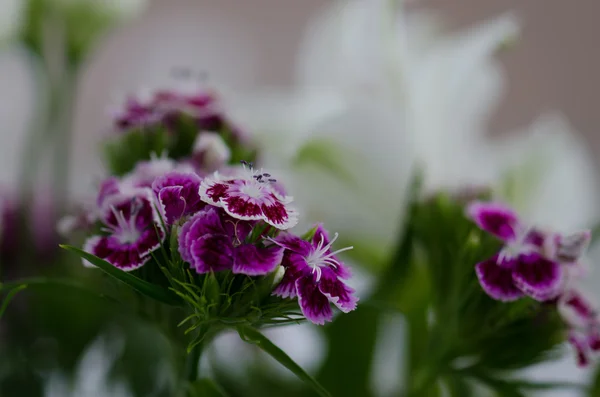 Carnation — Stock Photo, Image