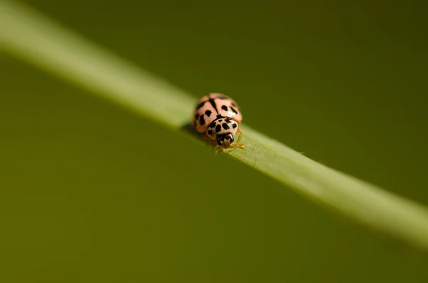Ladybug on a blade of grass — Stock Photo, Image