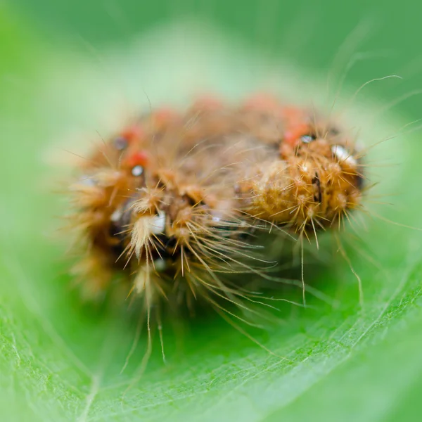 Hairy caterpillar on a leaf — Stock Photo, Image