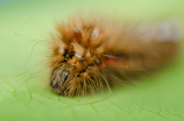 Chenille poilue sur une feuille — Photo