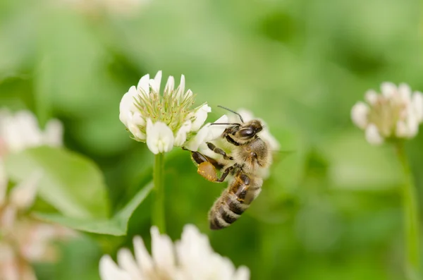 Abeille sur un trèfle à fleurs — Photo