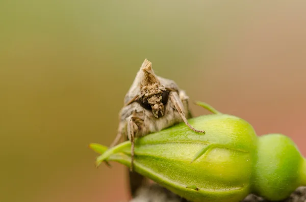 Cresta de mariposa y capullo de rosa — Foto de Stock