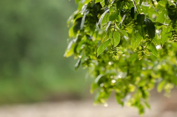 Летний дождь на листья деревьев — стоковое фото