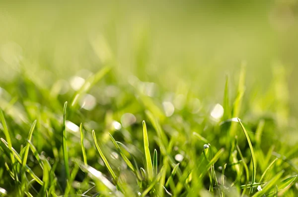 Grass under summer sun — Stock Photo, Image