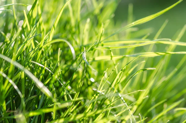 Hierba bajo el sol de verano — Foto de Stock