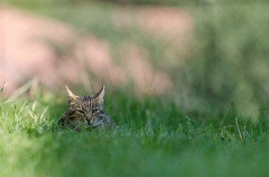 güzel kedi çimenlerde gizleme