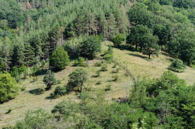 tepeler ve çam ormanı
