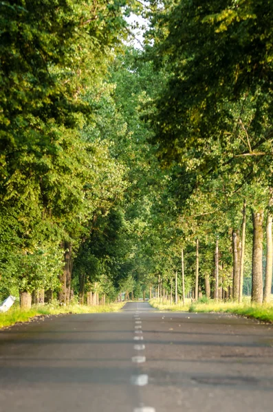 Strada e alberi — Foto Stock