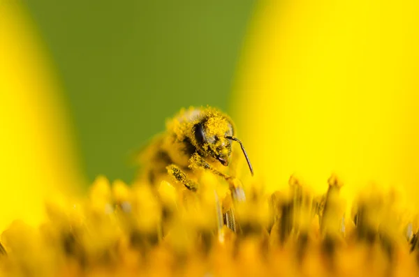 Zonnebloem — Stockfoto