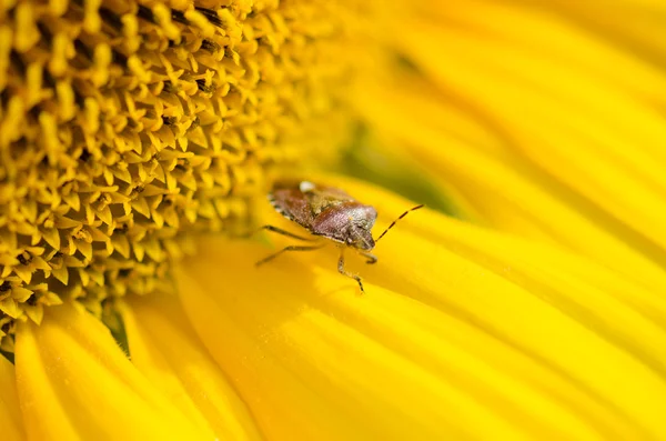 Sunflower — Stock Photo, Image